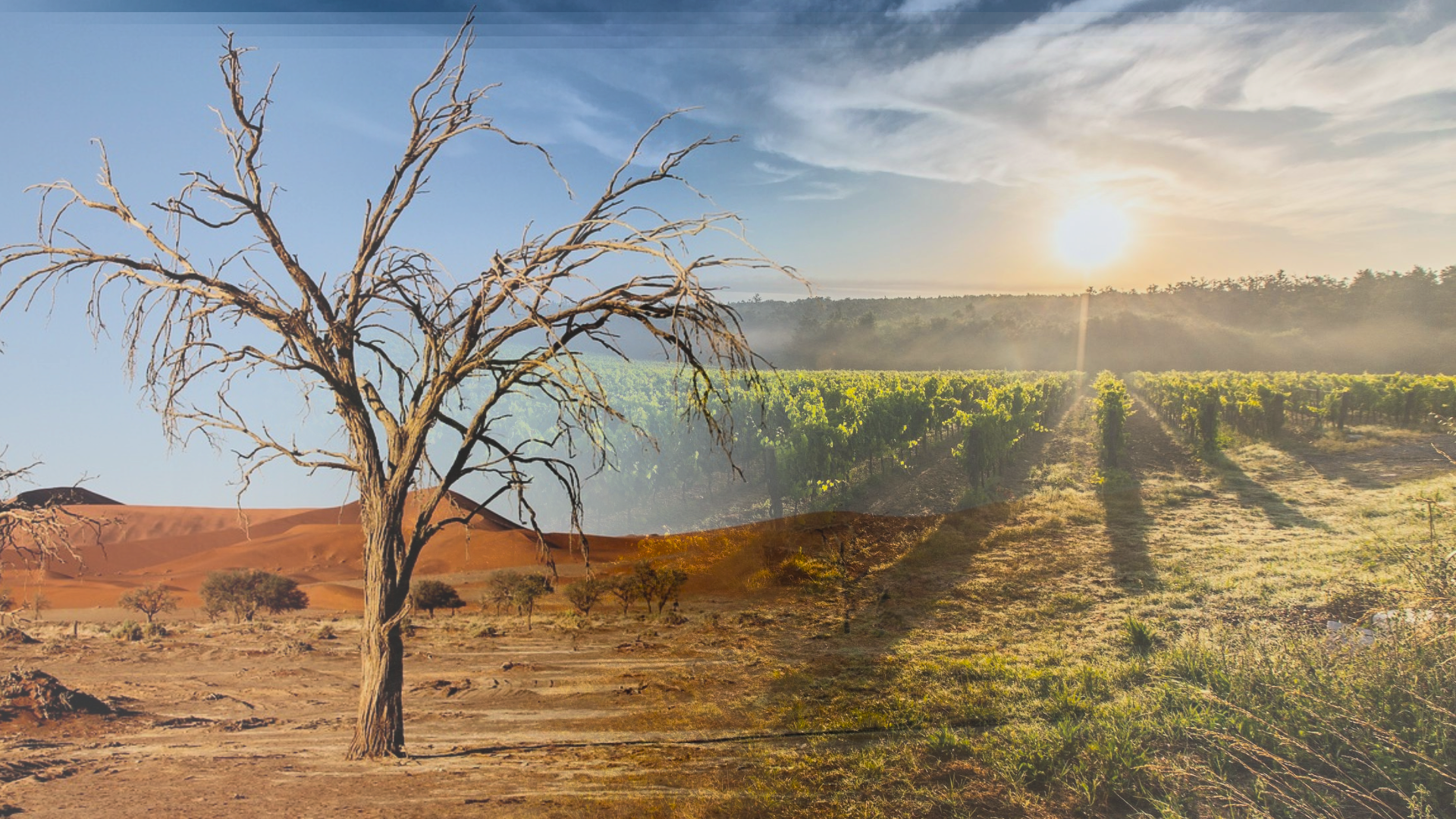Desert vineyard landscape showing contrast between arid desert and lush vineyards