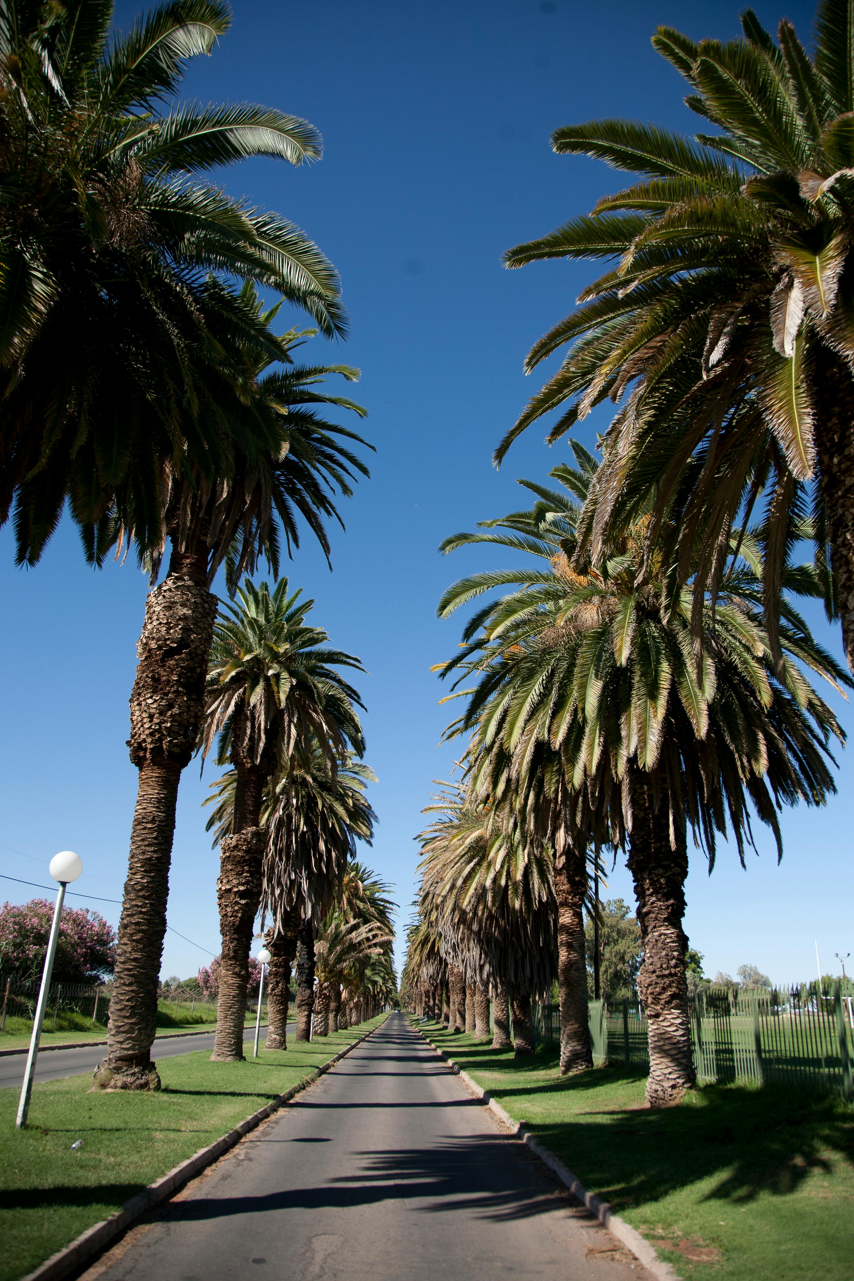 Palm tree-lined avenue entrance to the island